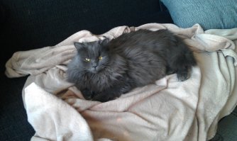 а вот моя со своими котятами