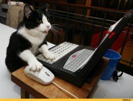 купите им маленькие котэйские компики, сейчас недорого можно взять, всё тише будет )))