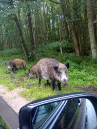 Ну-у! Во-певых, мы там били гитлеровцев. И разбили. Во-вторых, всё-же по итогам Потсдамской конференции 1945 года северная часть (около трети территории) Восточной Пруссии была передана Советскому Союзу вместе с Кёнигсбергом. Потом здесь родился я. И живу. Это - Россия.