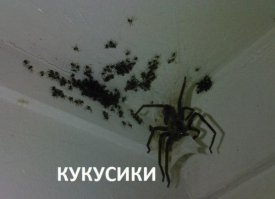 а по возвращению домой в Австралии, тебе всегда рады твои соседи!