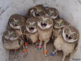 Как выглядят мадагаскарские тараканы в голове