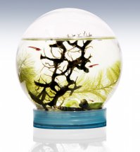 Креветки живут в запаянном шаре с водорослями. Долго живут, в среднем 10 лет.