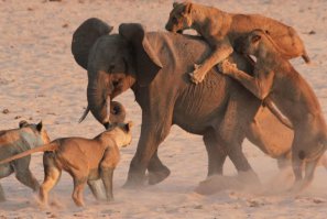 ... слоненок в итоге победил!!!!!