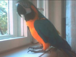 А вот моя красатуля. Ласковая и умная! Жену,правда,не очень любит.