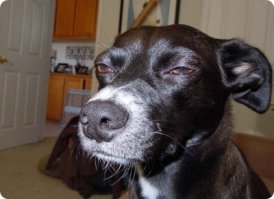 ПорноПортреты: как люди реагируют на просмотр самого откровенного видео