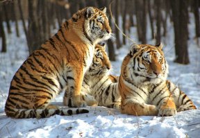 Вообще-то самые крупные кошки это тигры.
