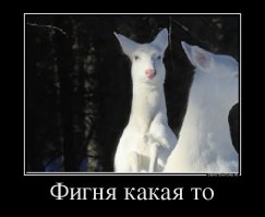 35 белоснежных животных, которыми вы залюбуетесь