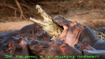 Обычные африканские будни. На этот раз под раздачу попали львицы. Львы, буйволы...