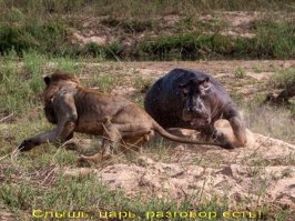 Обычные африканские будни. На этот раз под раздачу попали львицы. Львы, буйволы...