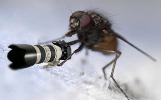 Хотела найти удаффкомовских мушек, не нашла, вымерли