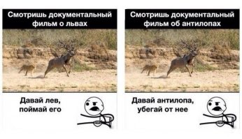 Как буйвол дал яростный отпор двум львицам 