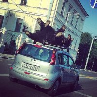медведи пьяны, едут домой