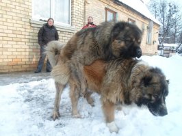 Ситуации в которых нельзя беспокоить