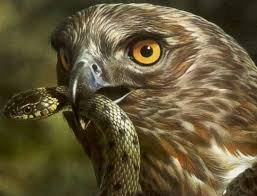 С пустельгой, извиняюсь, ошибочка вышла. Хотел фотку змееяда скинуть.