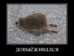 Как мой сосед из Омска ежа в хозяйстве использовал