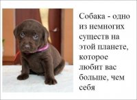 Только из-за уже 30 лет держу собак.