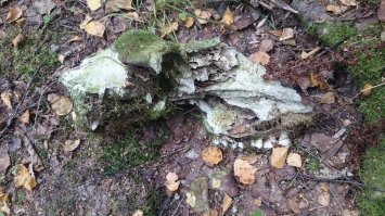 Конечно не как у автора, но мне понравилось.
За грибами с племянником ходили. МО, Можайский район.