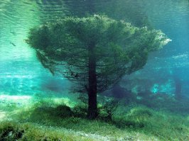 Вода то какая чистая, прозрачная.
На фото: В Австрии есть удивительное место – Grüner See (Зелёное озеро). С августа по апрель – это зелёный парк с тропинками, скамейками, зелёными полянами, мостиками через ручьи. Весной уровень воды в озере сильно поднимается из-за таяния снега и ледников в горах, поэтому талая вода затапливает ежегодно этот живописный район на 4-5 метров. Иногда уровень воды достигает 8-ми метров, но при этом видимость в прозрачной воде сохраняется до 30 метров или больше. Именно в это время нужно там оказаться, чтобы своими глазами увидеть кристально чистую пресную воду озера и сказочно красивый подводный парк.