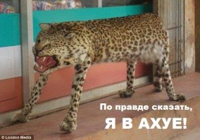 «Шедевры» обложек винила