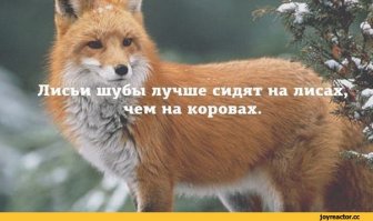 Ирландец спас двух лисят 