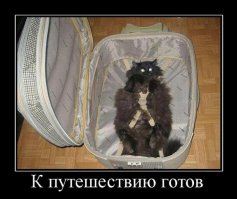 Кошка, спасенная из заброшенного дома, теперь путешествует вокруг света