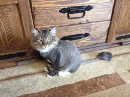 А это обычный кот после стрижки!
Фото сделал вчера у друзей в гостях.