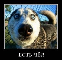 Фото приколы с собаками и щенками