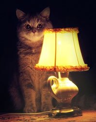  Без интима