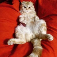 Мой котэ)