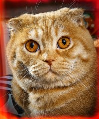 Мои два рыжих шотландца, старший и младший.