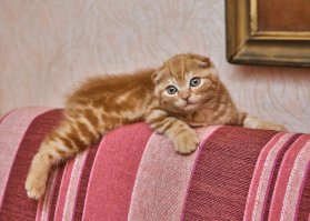 Мои два рыжих шотландца, старший и младший.