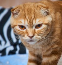 Семён Семёныч сердится.