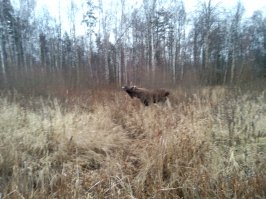 Лосиный остров.