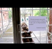 Ломившийся в квартиру кот был остановлен охраной с автоматами