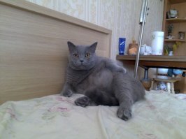 Где мой кот захочет "провести ночь", заранее не знает и сам кот. Так что ему пофигу эти белые дома и тадж-махалы.