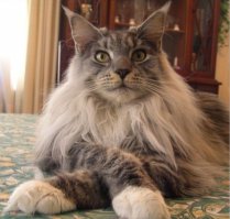 Мой шотландский вислоухий, Звать Тайсон.
А у меня еще такая грызла есть. Звать Цезарь, в простонародье Цезя или просто Цез: