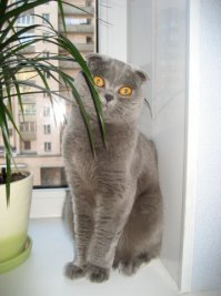 А вот моя.