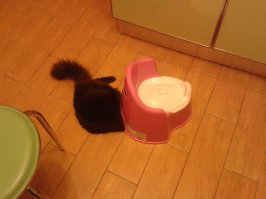 горшок тоже катит