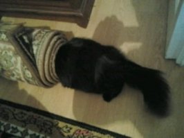 моей и ковер подойдет