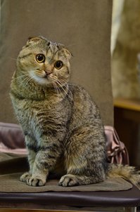 А вот мой Шотландский МЯо!!!