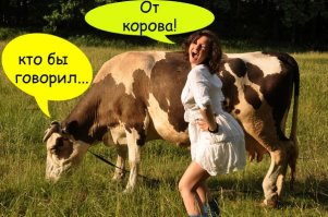 Избалованная корова вломилась в дом, потому что соскучилась по хозяевам