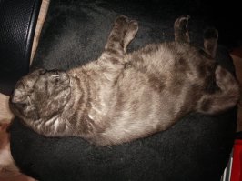 Шотландская вислоухая кошка