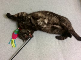 Шотландская вислоухая кошка
