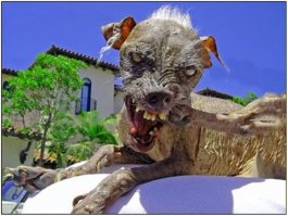 Хорёк пожевал трансформатор..... Пытаюсь себе это представить... Ну ладно там, провода, но - ТРАНСФОРМАТОР сжевать! Нихерасе... Некий гигантский зверь-мутант тот хорёк был, царствие ему небесное.