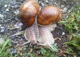 Их часто не замечают...но они есть