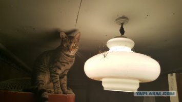 Барсик Барсик кыс кыс кыс