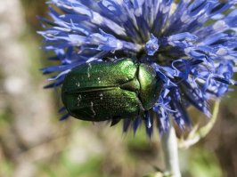 Их часто не замечают...но они есть