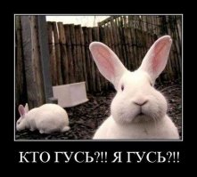 Встречайте самого стильного в мире кролика