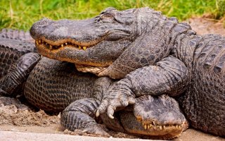 с плоской мордой аллигаторы же, нет?