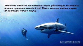 10 легендарных акул-людоедов
